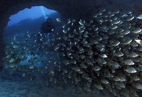 Fondo marino en Los Gigantes