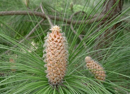 flor pino canario