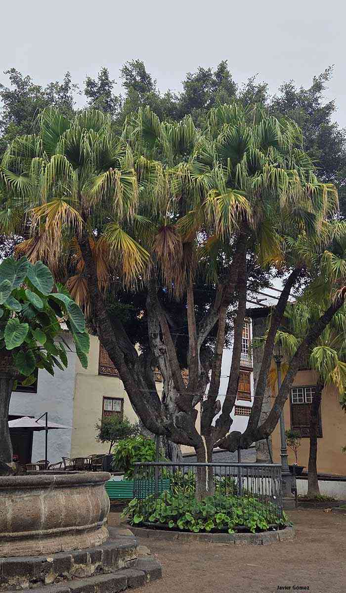 Plaza de la Pila en Icod