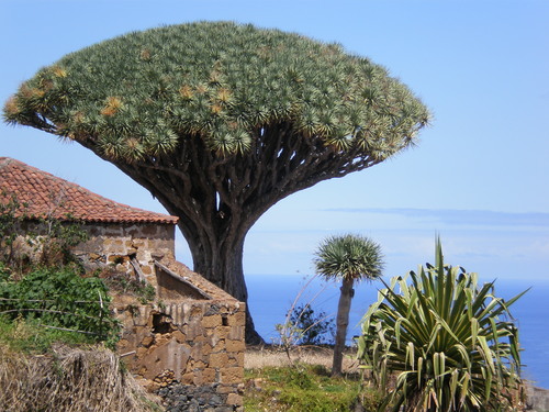 Dragos de Tenerife
