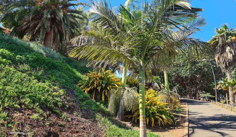 Palmetum de Santa Cruz de Tenerife