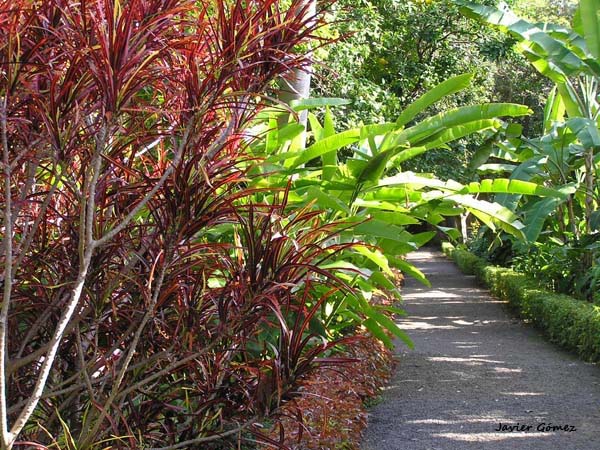 Jardín Botánico del Puerto de la Cruz