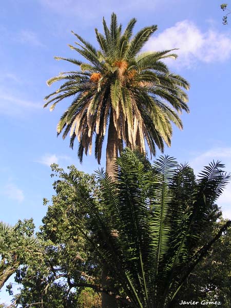 Jardín Botánico del Puerto de la Cruz