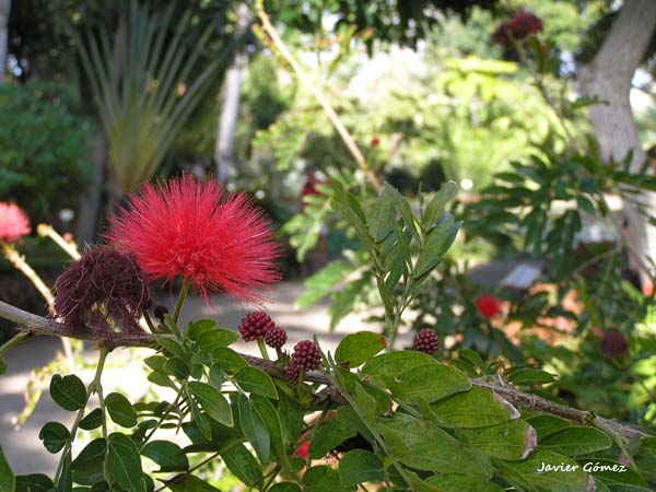 Jardín Botánico del Puerto de la Cruz