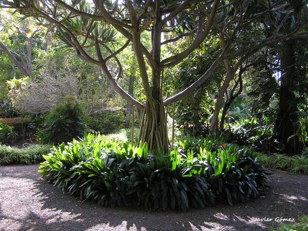 Jardín Botánico del Puerto de la Cruz