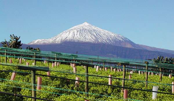 Bodegas el Monje - viñedos