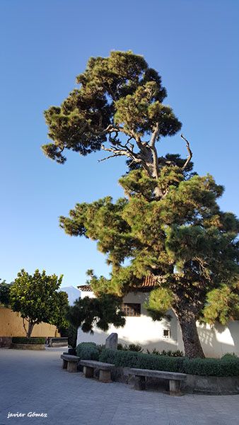 Pino Centenario con el Teide de fondo en La Victoria
