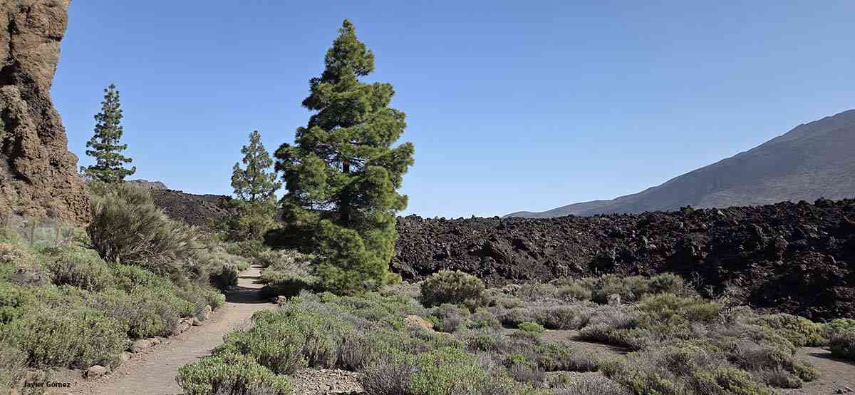 Sendero 18 en dirección a la lava