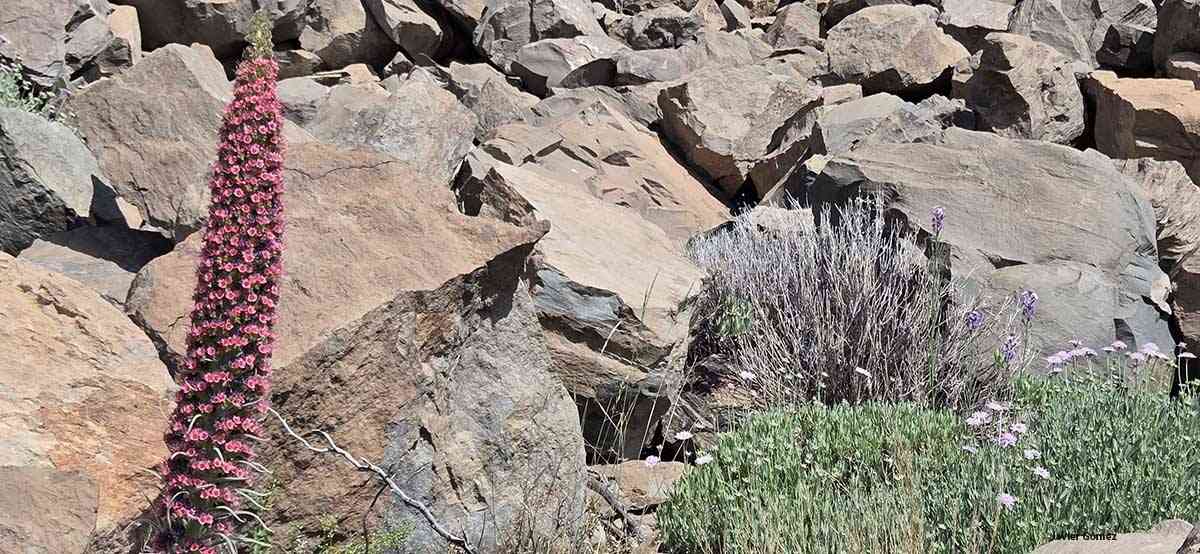 Tajinaste en el Teide