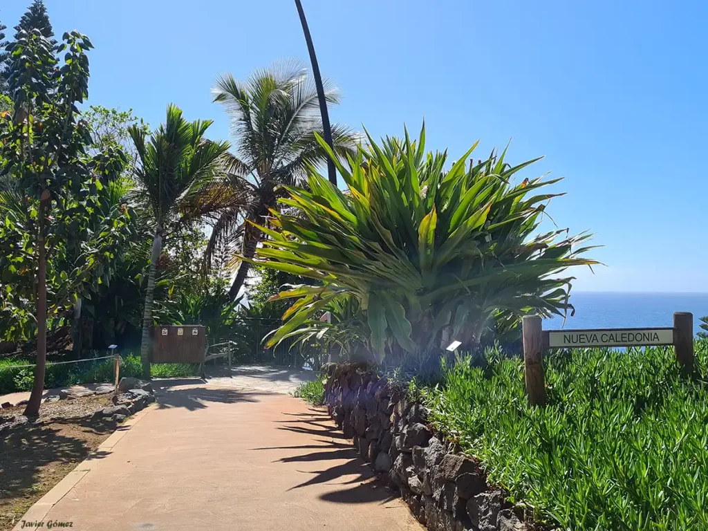 Palmetum de Santa Cruz