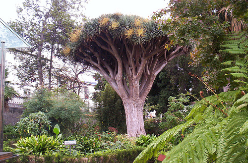 Hijuela del Botánico, en La Orotava